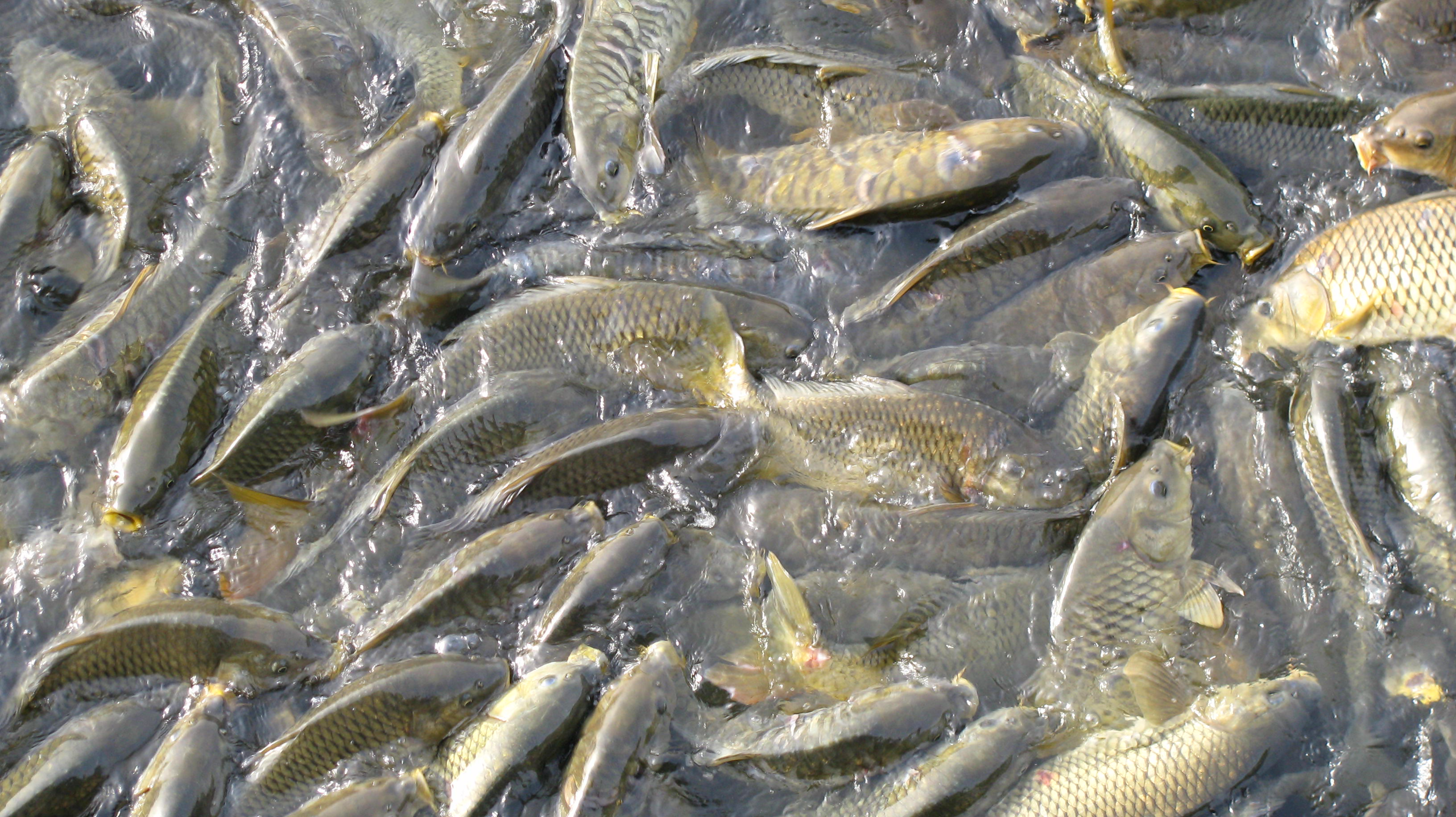Fishes in Mansar lake