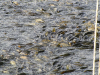 Fishes in Mansar lake