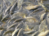Fishes in Mansar lake
