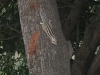 Squirrel in the park - posing!